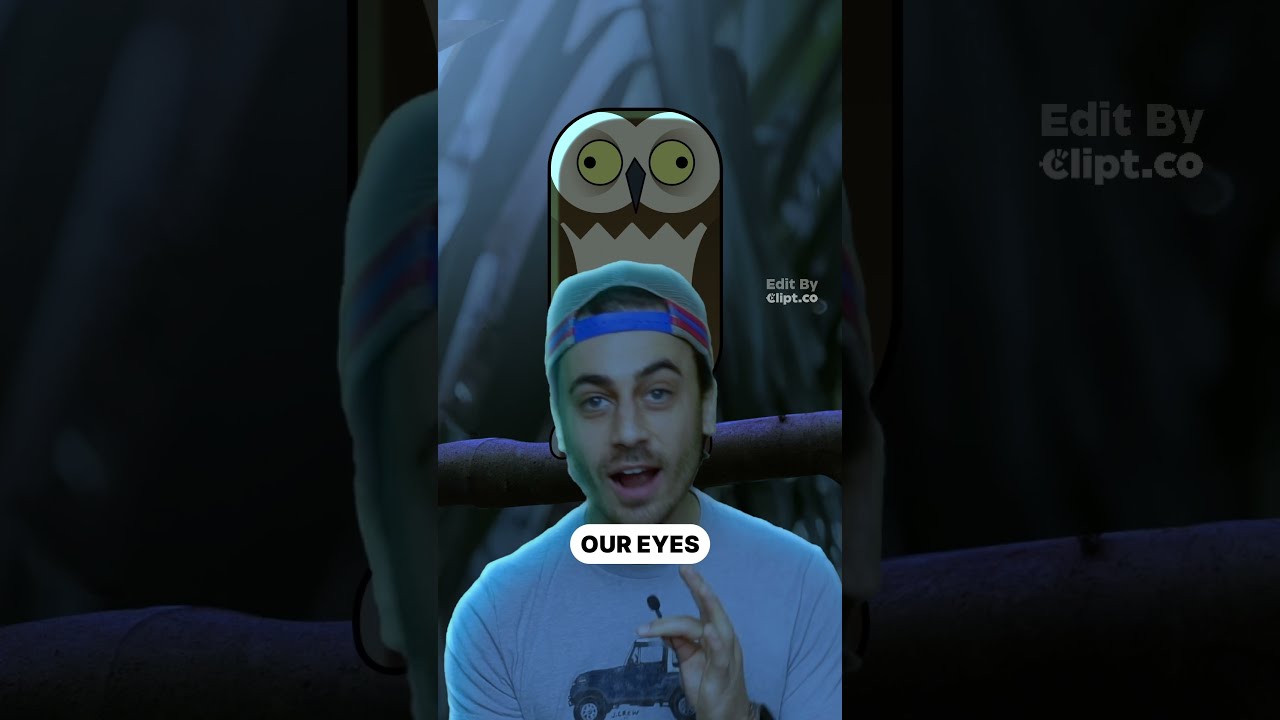How Does An Owl S Head Work 
