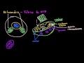 Mitocondria | La estructura de una célula | Biología | Khan Academy en Español