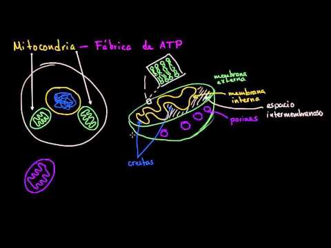 Vídeo: Per què és la membrana interna dels mitocondris?