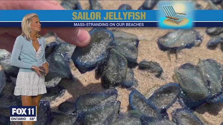 Sailor jellyfish washing ashore CA beaches - DayDayNews