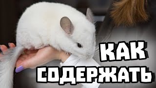 САМОЕ Выгодное Содержание Шиншиллы | Клетка, Температура, Песок, Камни, Поилки и Кормушка