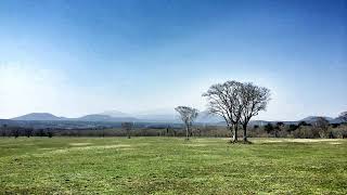 Tangled Ost 19 Kingdom Celebration