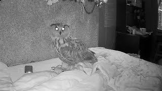 How to sleep with an owl? Fun! The Eagle owl Yoll is having a fun night