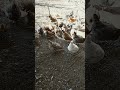 Slow mornings and my animals❤️ #homesteading #chicken #farmlife