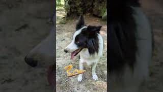 Roble con túnel en Etxarri Aranatz. Robles centenarios.