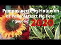 Mga Pampaswerteng Halaman ngayong 2020
