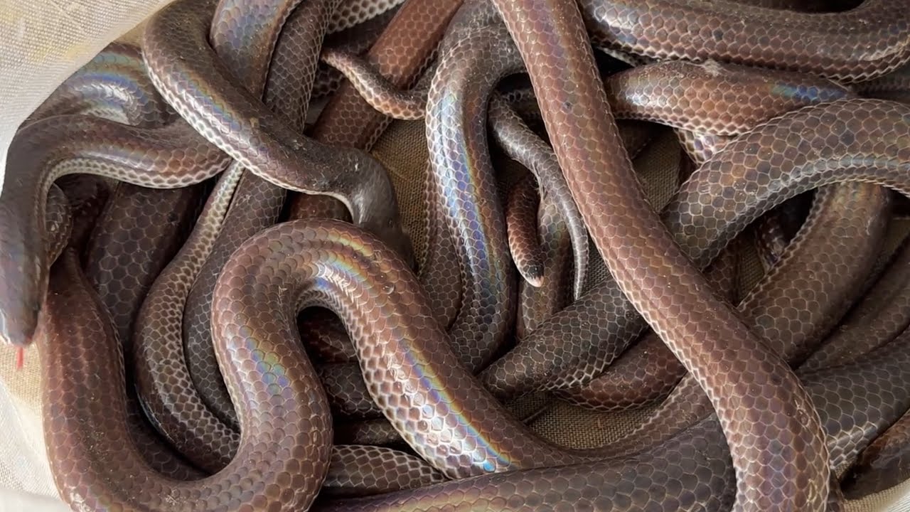 Võ Chí Tâm thăm bẫy mùa khô chạy toàn hổ hành phần 173/ Săn bắt Sông Hậu TV 