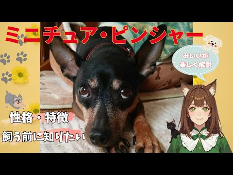 【ミニチュア・ピンシャー】の性格や特徴、歴史や飼い方のポイント完全ガイド！ミニチュア・ピンシャーとの最高の暮らし方を「みいい」が楽しく解説♪#犬  #わんこラボ  #ミニチュアピンシャー