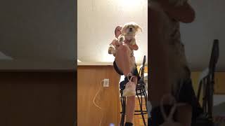 My dog 🐶 doing the git up challenge lol