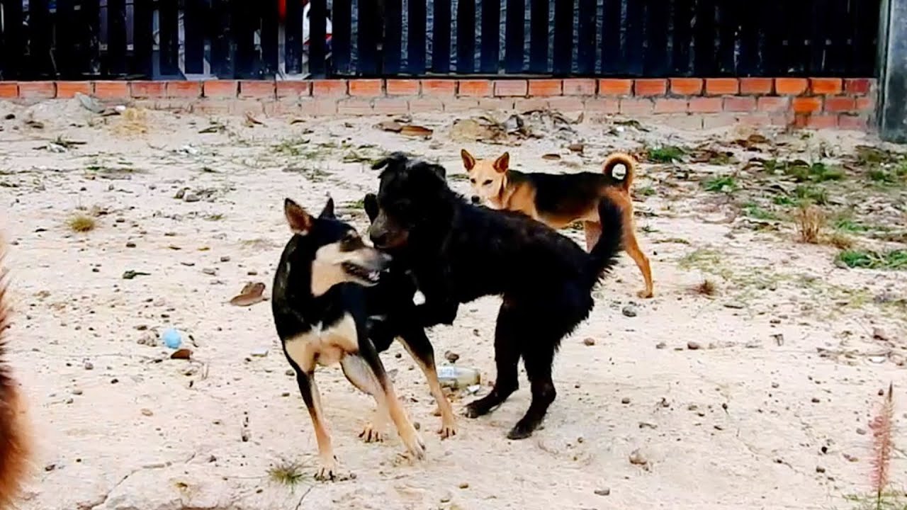 Breaking news super sweet life Young mom try to hugs And kiss old boy love very much