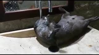 otter bath in the sink by animkindo 267 views 2 years ago 2 minutes, 1 second