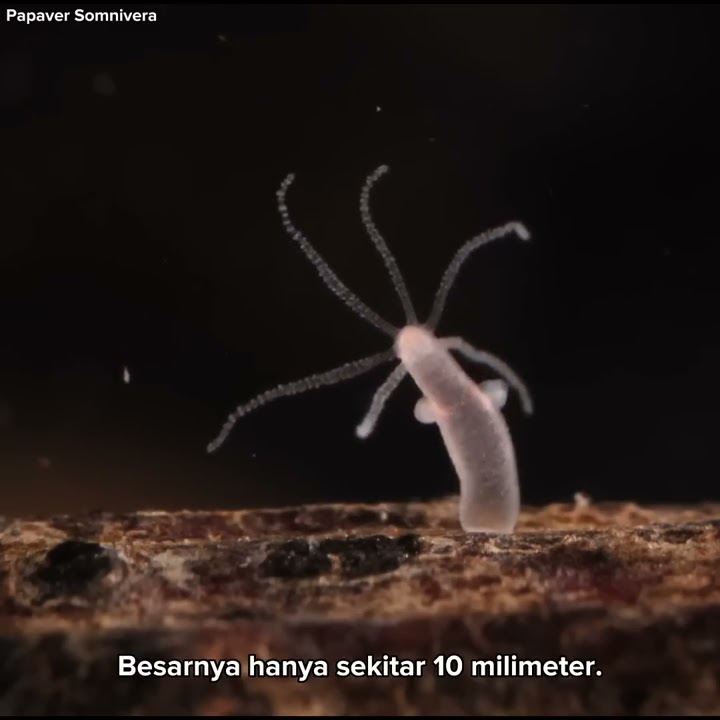 Hydra, hewan yang menentang konsep penuaan. #hewan #hydra #alam #unik