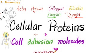 Cellular proteins functions | Structural, Motor, Binding, Cell adhesion molecules (CAMs) | Biochem