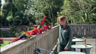 Ringing bell brings Scarlet Macaws flocking at Paradise Park in Hayle, Cornwall by Paradise Park and JungleBarn Cornwall 456 views 3 years ago 43 seconds