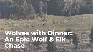 Wolves with Dinner: An Epic Wolf & Elk Chase in Yellowstone