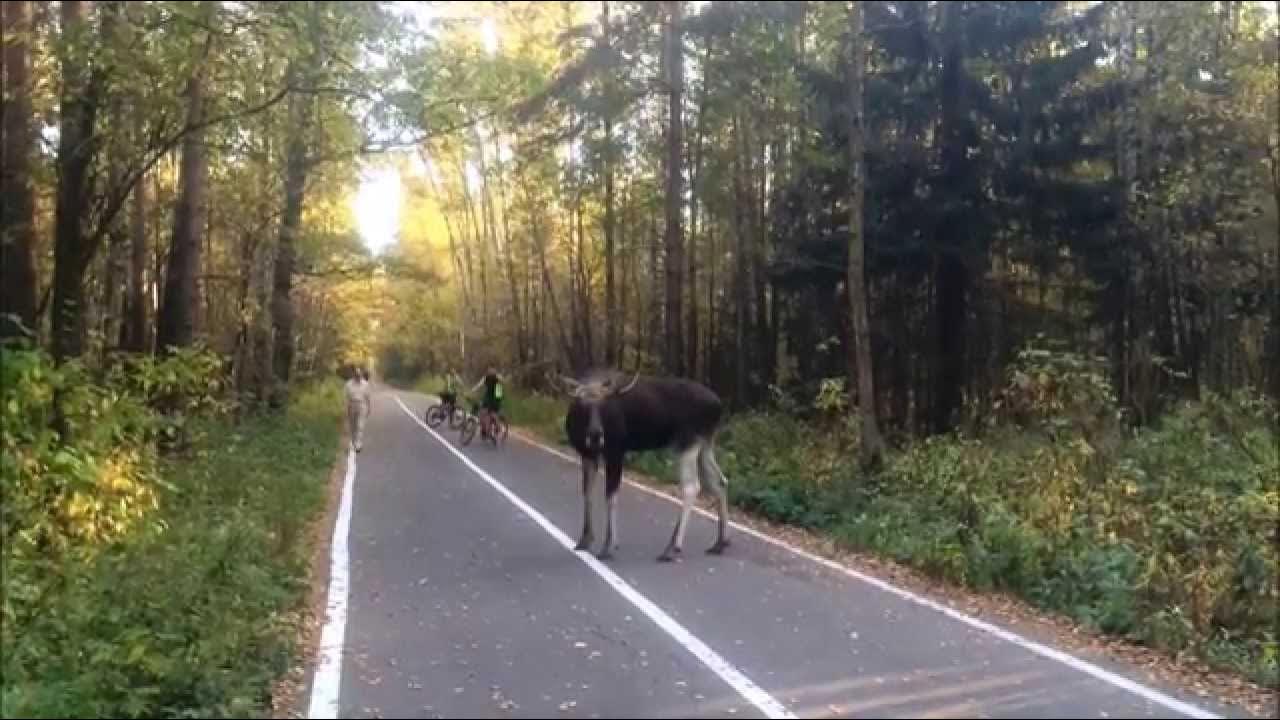 Лось заветы