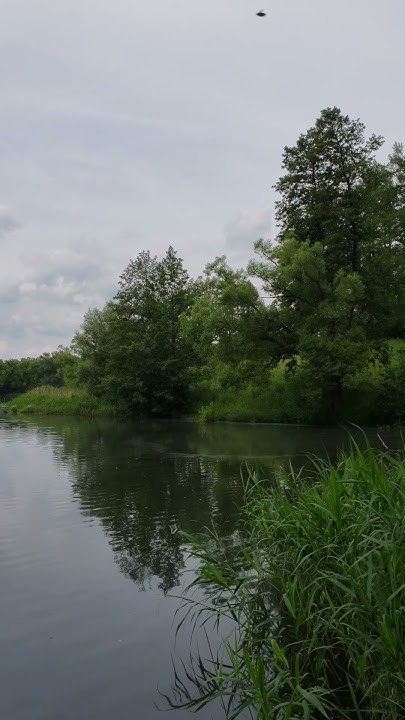 240615 Рыбацкий плотик сижа на река Сухая Орлица Стрелецкий пруд ...