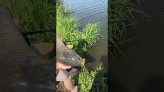 Спогади,літня риболовля 2024 #fishing #риболовля #carpfishing #рибалка #carp #риболовля