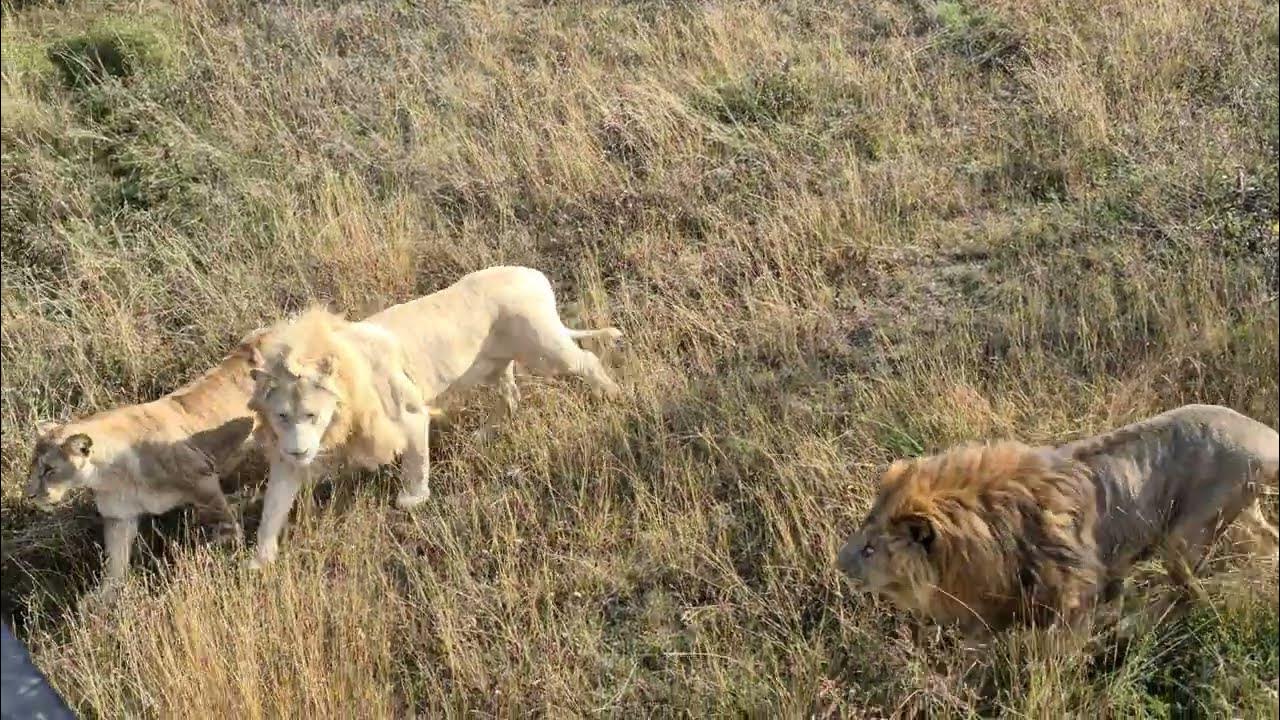 Лев а во льве еще лев. Даниэлла вознесенская тайган. Таня настя и тайган дзен. Мы львы. Таня настя и тайган дзен.
