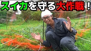 スイカの危機！スイカを守ろう大作戦発動！！