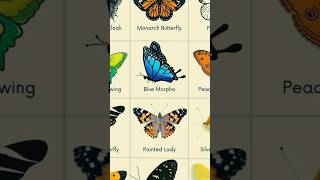 Types Of Erfly Blue Morpho