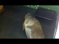 Hanois  jethou bumblebee the seal pups at the gspca in guernsey