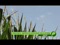 Tassel Applications In Corn #1056 (Air Date 7-1-18)