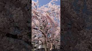 弘前公園北の郭の紅枝垂桜が満開2023/04/13