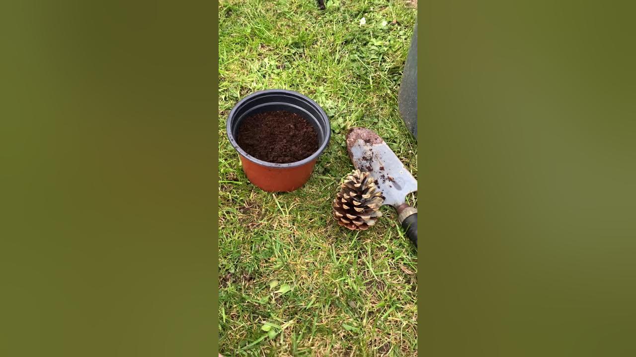 Growing a pine cone! - YouTube