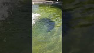 Outdoor Koi fish pond | Japanese carp | water sound #shorts