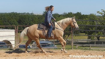 Trigger - mount, walk, jog, lope, stops! - ValleyViewRanch.net