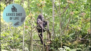 GORILLA KIANGO LOVES TO CLIMB IN &quot;THE FORBIDDEN TREES&quot;