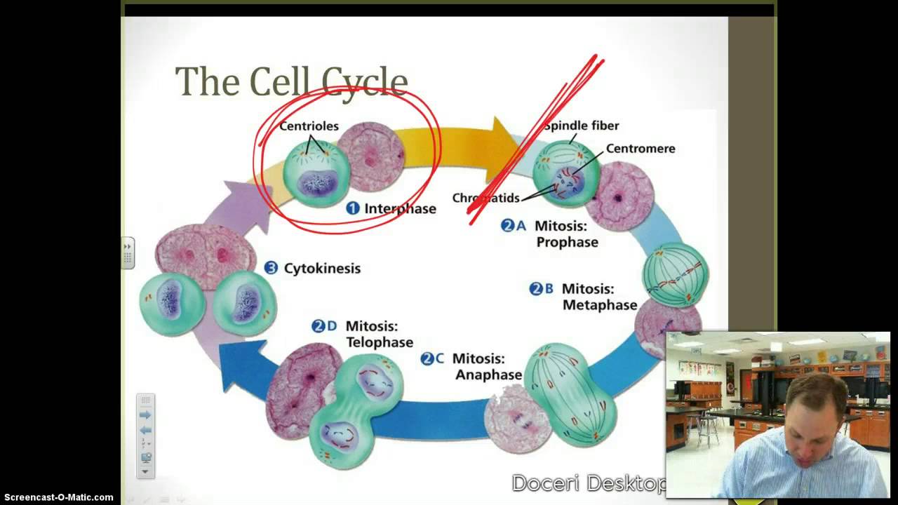 The Cell Cycle and Mitosis - YouTube