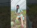 Beautiful Chinese girl [米粒] #douyin #tiktok #beautiful #shorts