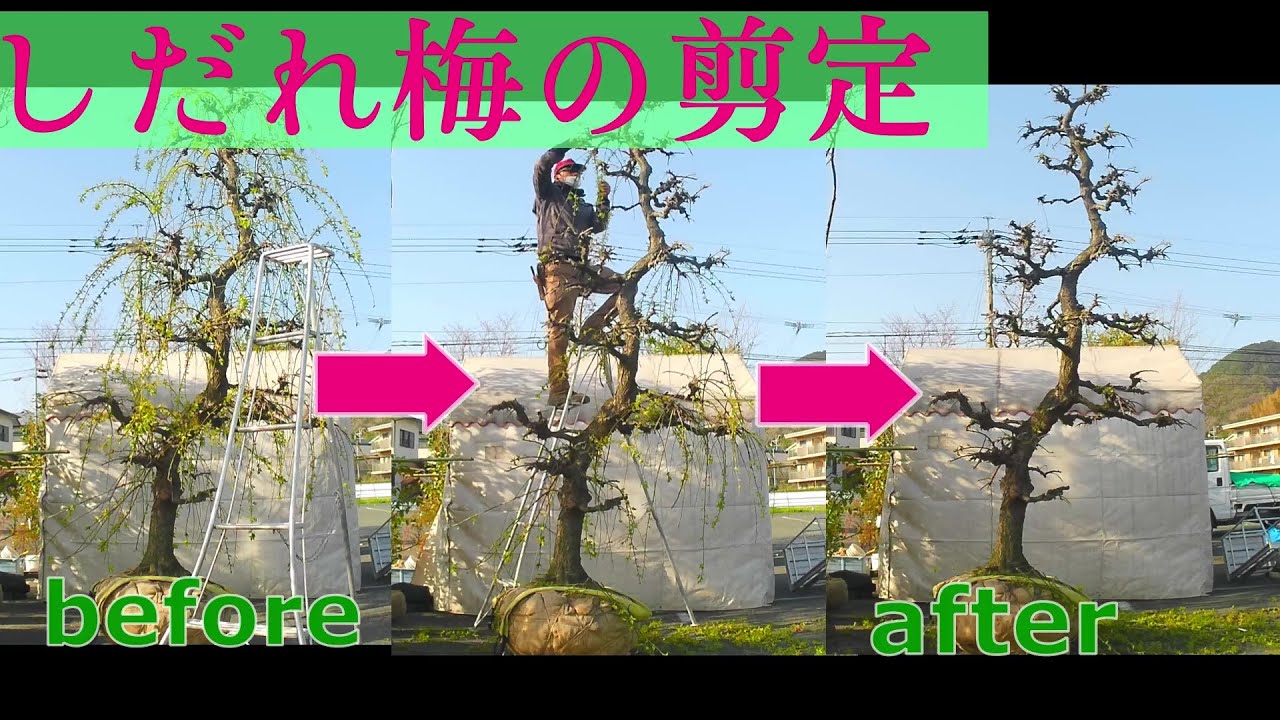 しだれ 梅 の 剪定