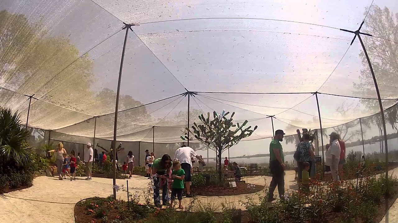 Jacksonville Zoo Butterfly Garden YouTube