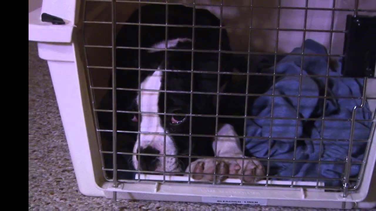 pedigree puppy How to Stop Night Whimpers