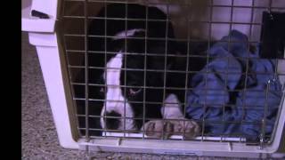 How To Stop Night Whimpers