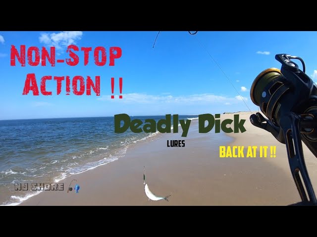 Non stop action on Deadly Dick lures Surf fishing the Jersey shore .New  species 🚨 