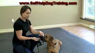 Dog Training with a Halti Collar  Intro (www.K91.com)