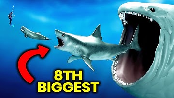 3D Sea Monsters Size Comparison - BLOOP Vs MEGALODON