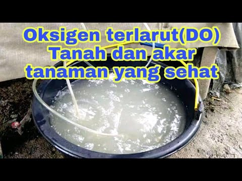 Video: Adakah tumbuhan akan mengoksidakan air?