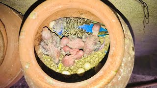 budgies parrot colony progress