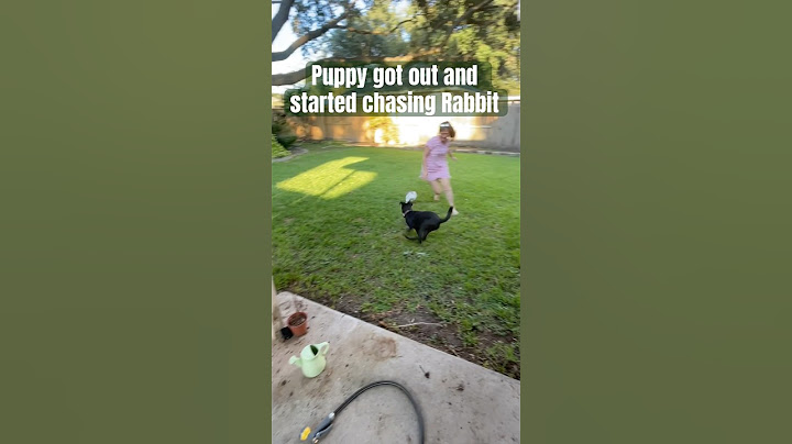 A close call! Puppy just wanted to play rabbit and started chasing her. No one got hurt.