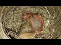 Rescued Baby Robin Birds