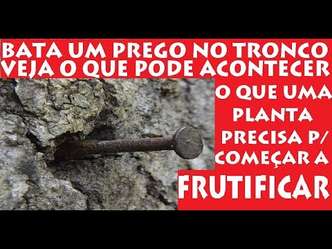 Vídeo: Pôr um parafuso em uma árvore faz mal?