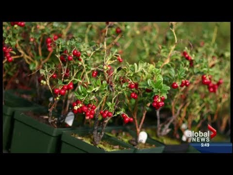 Video: Lingonberry Leaves - Instructions For Use, Medicinal Properties, Contraindications, Reviews