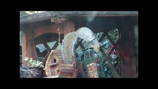A squirrel's mindful moments