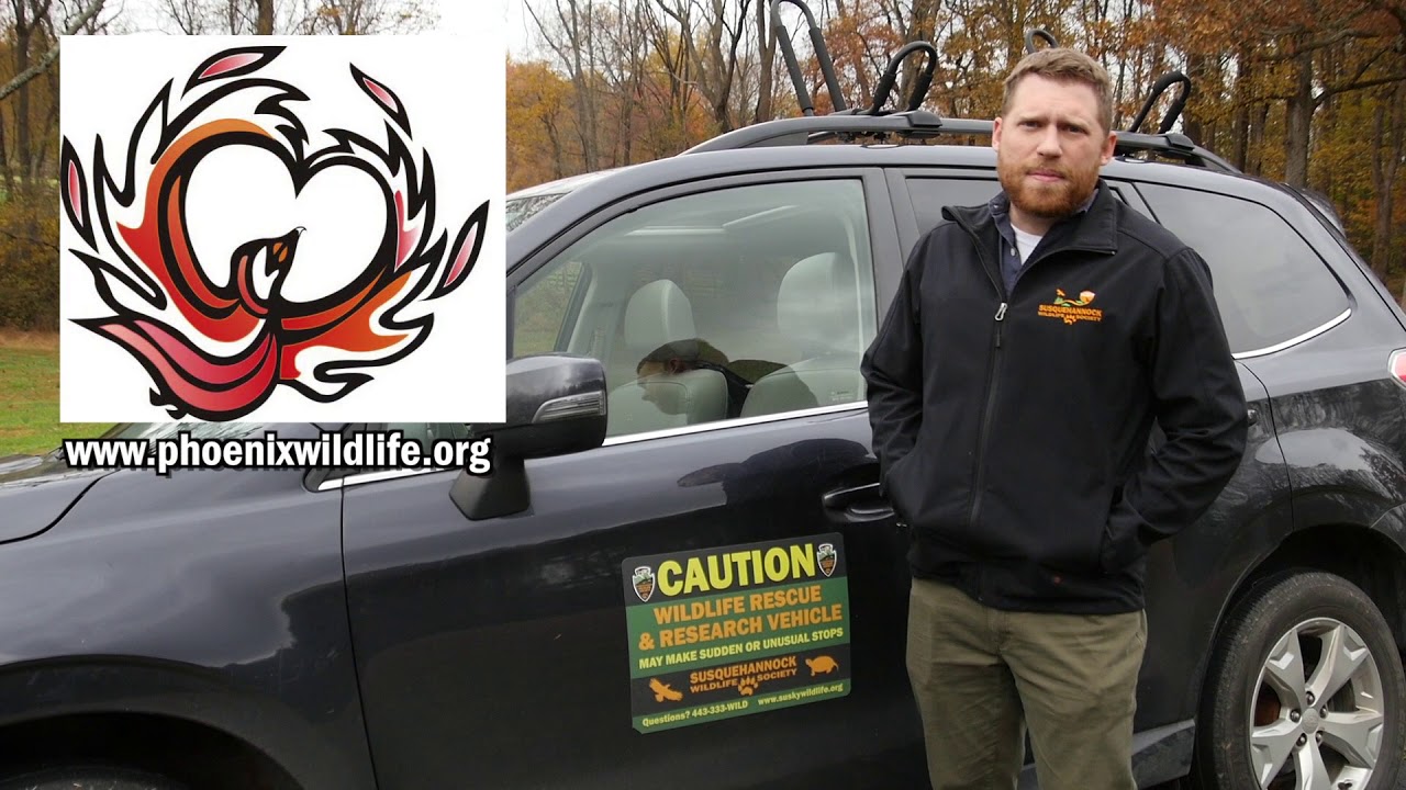 video phone beyonce mp3 Great Blue Heron Release with Phoenix Wildlife Center