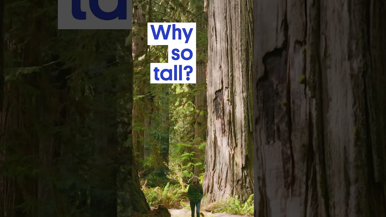 Why Do Redwoods Grow THIS Tall?